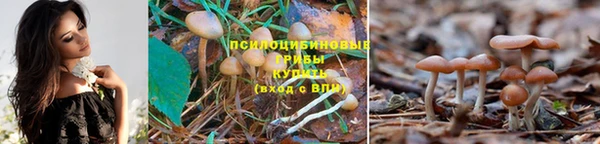 mdpv Арсеньев