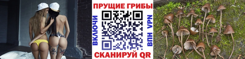 Галлюциногенные грибы Cubensis  omg ССЫЛКА  Нижняя Салда  купить наркотики сайты 